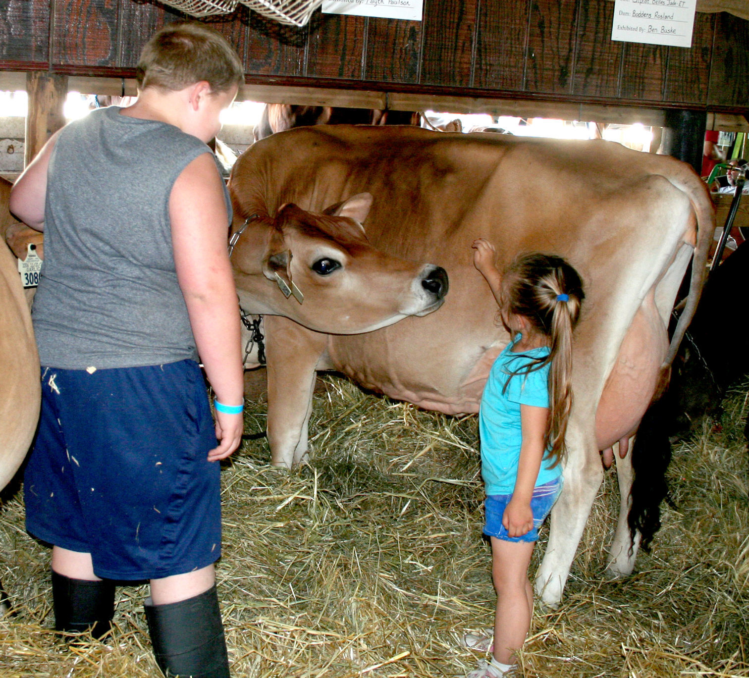 Dodge County Fair AH Sarturday 1